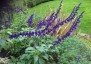 Salvia 'Indigo Spires' - small image 1