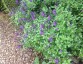 Salvia 'Javier' - small image 1