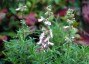 Salvia jurisicii - small image 1