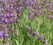 Salvia lavandulifolia - small image 1