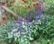 Salvia 'Mystic Spires' - small image 1
