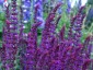 Salvia nemorosa 'Violet Queen' - small image 1