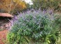 Salvia 'Phyllis' Fancy' - small image 1