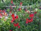 Salvia 'Royal Bumble' - small image 1
