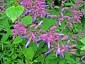 Salvia semiatrata - small image 1