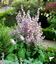 Salvia turkestanica - small image 1