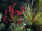 Sanguisorba menziesii - small image 1