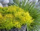 Santolina rosmarinifolia 'Lemon Fizz' AGM - small image 1