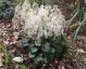 Saxifraga fortunei 'Wada' - small image 1