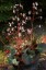 Saxifraga stolonifera AGM - small image 1