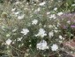 Scabiosa argentea - small image 1
