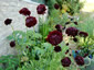 Scabiosa 'Black Knight' - small image 1