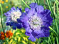 Scabiosa caucasica 'Fama' - small image 1