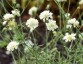 Scabiosa columbaria 'Moon Dance' - small image 1
