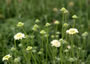 Scabiosa columbaria ssp. ochroleuca - small image 1