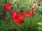 Schizostylis coccinea 'Major' - small image 1