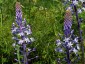 Scilla hyacinthoides - small image 1