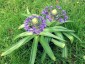 Scilla peruviana - small image 1