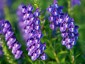 Scutellaria baicalensis - small image 1