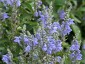 Scutellaria incana - small image 1