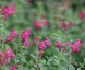 Scutellaria 'Texas Rose' - small image 1