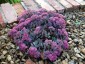 Sedum cauticola 'Lidakense' - small image 1