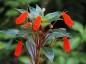 Seemannia sylvatica - small image 1