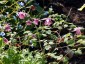 Semiaquilegia ecalcarata - small image 1