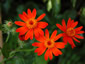 Senecio confusus - small image 1