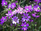 Senecio polyodon - small image 1