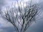 Seseli gracile - small image 1