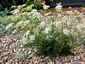 Seseli montanum - small image 1