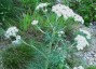 Seseli rigidum - small image 1