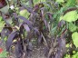 Setaria italica 'Red Jewel' - small image 1
