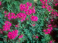 Silene armeria 'Electra' - small image 1