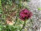Silene asterias - small image 1