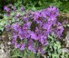 Silene atropurpurea - small image 1