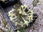 Silene 'Confetti' - small image 1