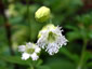 Silene fimbriata - small image 1