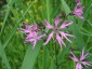 Silene flos-cuculi - small image 1