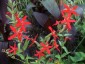 Silene regia - small image 1
