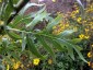 Silphium laciniatum - small image 1