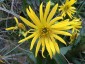 Silphium terebinthaceum - small image 1