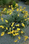 Sisyrinchium palmifolium - small image 1