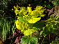 Smyrnium perfoliatum - small image 1
