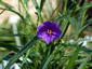 Solanum linearifolium - small image 1
