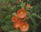 Sphaeralcea incana - small image 1