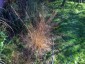 Sporobolus heterolepis - small image 1