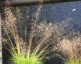 Sporobolus heterolepis 'Wisconsin' - small image 1