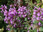 Stachys macrantha 'Superba' - small image 1